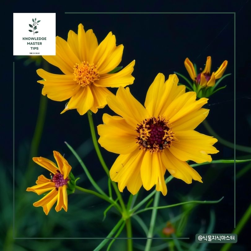 금계국을 활용한 다양한 미용 및 건강 요법