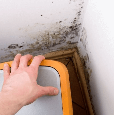 집안 벽면 곰팡이 흔적