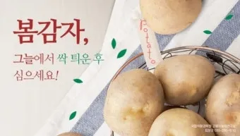 감자 싹나는 시기 파종 시기_15
