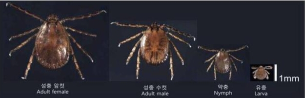 진드기