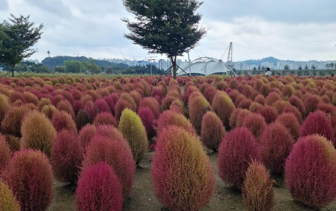 시흥갯골생태공원