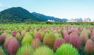 2025년 진달래 개화시기