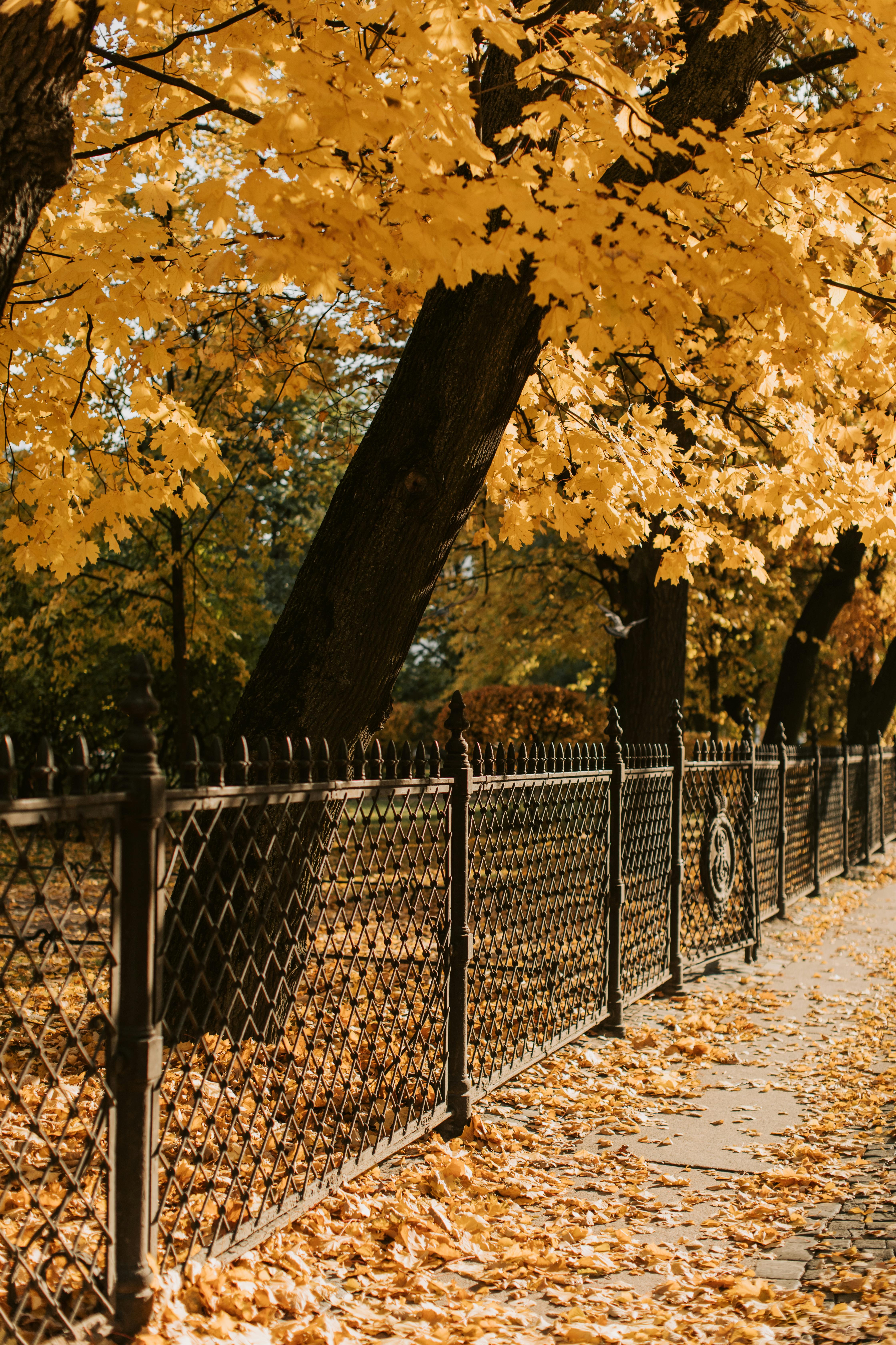 가을여행 핑크뮬리