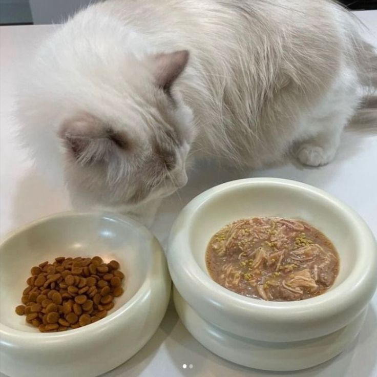 고양이 사료 비교