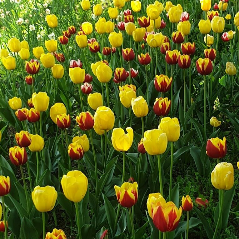 피나클랜드 튤립 수선화 축제 서산수선화축제 제주 한림공원 수선화 축제 피나클랜드 튤립 수선화 축제 기본정보 화담숲 봄 수선화 축제 신안 수선화축제 선도 수선화축제 한림공원 수선화축제 태안 수선화축제 피나클랜드 수선화 튤립 축제 지도수선화축제 지도읍 수선화축제 수선화 한림공원 매화축제 수선화 개화시기 수선화피는시기 한림공원 수선화 수선화마을 신안수선화축제 선도수선화축제 수선화 축제 아산 수선화축제 제주시 수선화축제 피나클랜드 수선화축제 태안꽃축제장 수선화축제 아리랜드 수선화축제 태안 네이처월드 수선화축제 서천 아리랜드 수선화축제 네이쳐월드 수선화축제 태안빛축제 수선화축제 태안빛축제장 수선화축제 아리랜드 동백 수선화축제 아리랜드 동백꽃 수선화축제 네이처월드 수선화축제 동백꽃 수선화축제 서산 수선화축제 서산 유기방가옥 수선화축제 서산 수선화 축제 신안군 선도 수선화축제