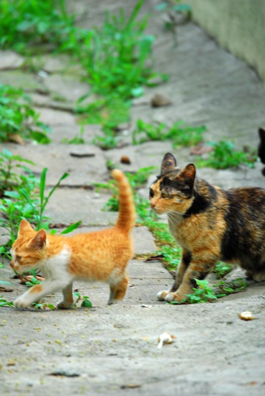 문현동 돌산마을 고양이 가족