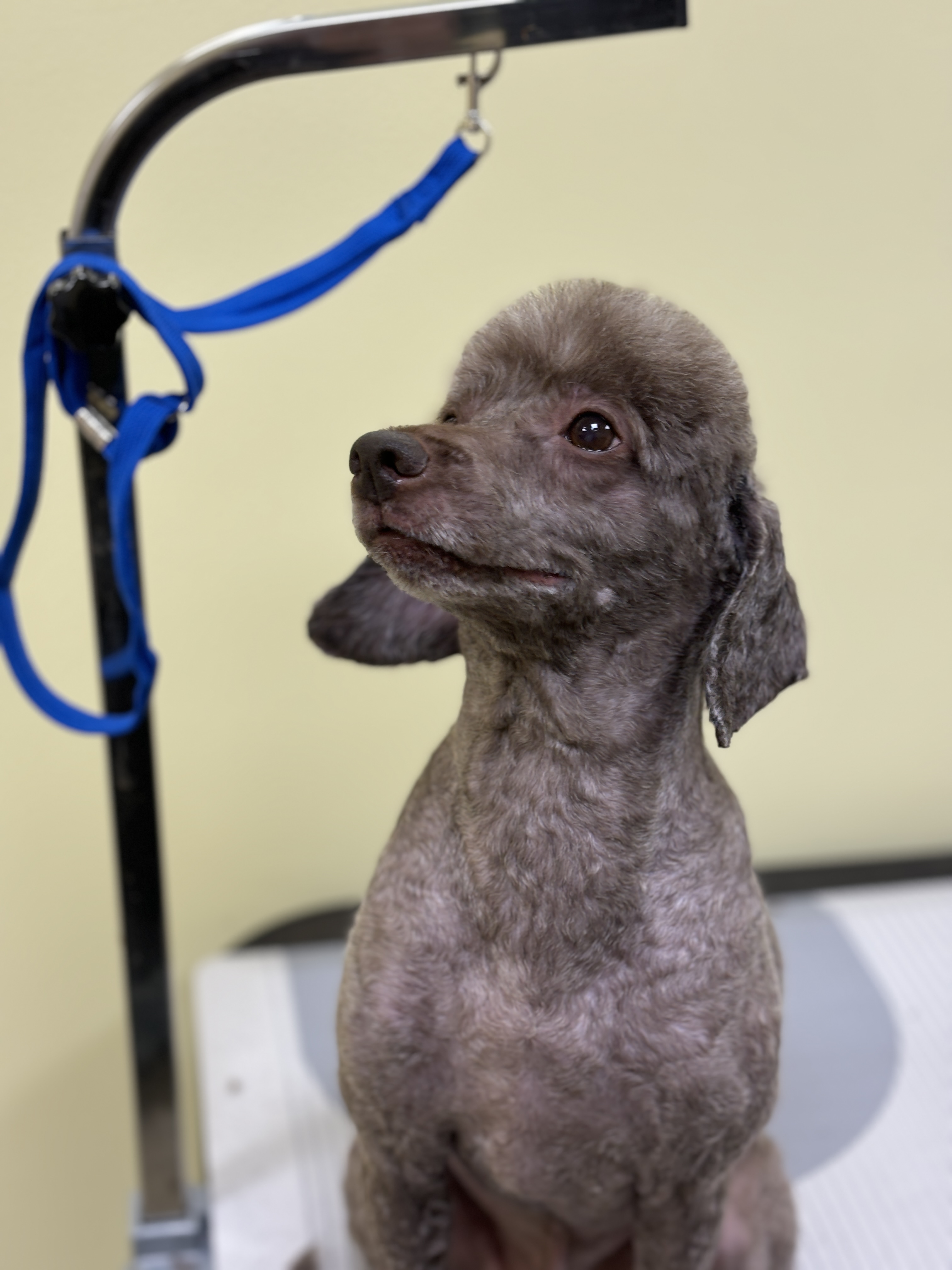 김포 사우동 애견미용 애견호텔