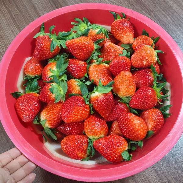 밭에서 막 따온 딸기