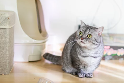 먼치킨 고양이/출처:어도비스톡