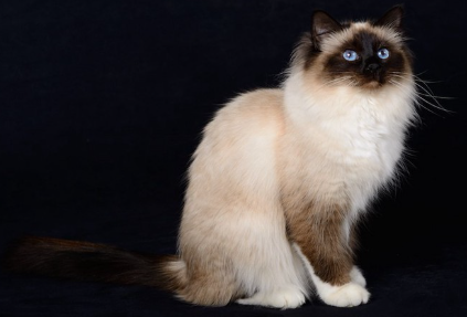 앉아서 비스듬히 위를 보는 바만.