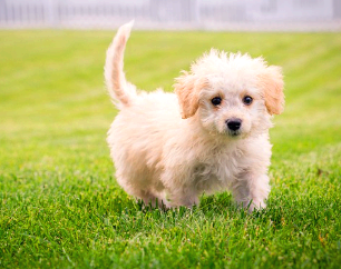 지브리 사진 변환