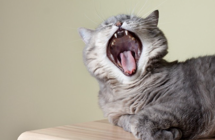 누워서 입을 벌리는 고양이.