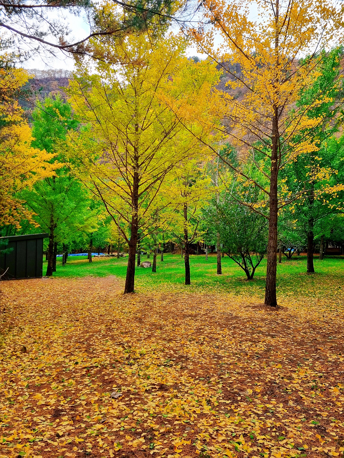 강원도 홍천 은행나무숲 방문 후기(10.23.): 단풍 확인 팁, 먹거리, 숙박