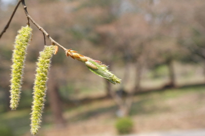까치박달 꽃2
