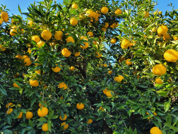 김재영고흥유자