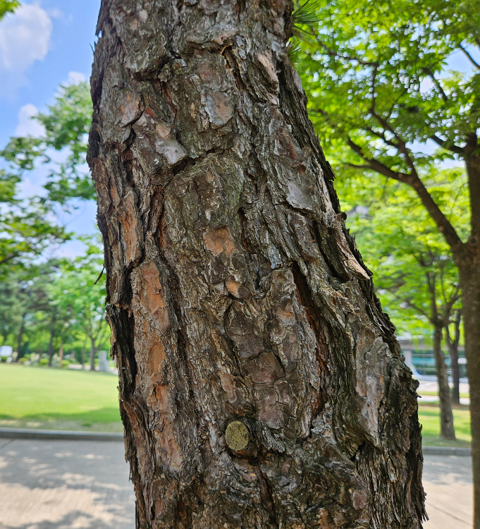 리기다소나무 줄기