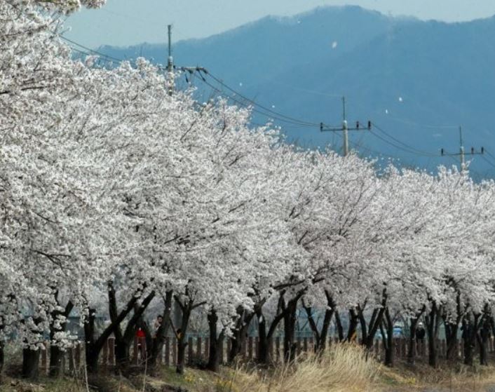 여주 벚꽃