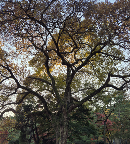 아산 현충사 곡교천 은행나무길 황금빛 단풍 터널! 가을 여행 추천