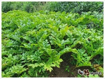 곤약 재배 모판 만들기 습도 관리 알맞은 그늘_3