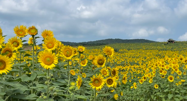 고창 학원농장 해바라기 축제
