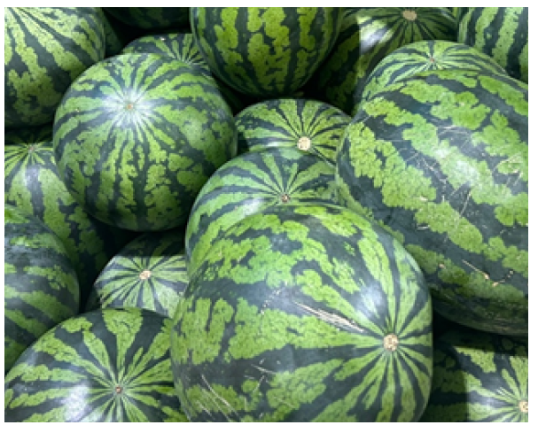 수박 종류와 고르는 방법, 효능, 그리고 껍질 활용법