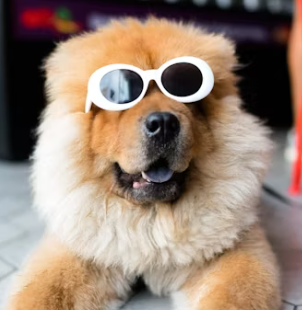 강아지대통령 창업에 대하여 알아보기