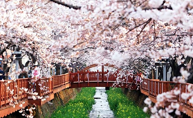 디리-위-만개한-벚꽃의-모습