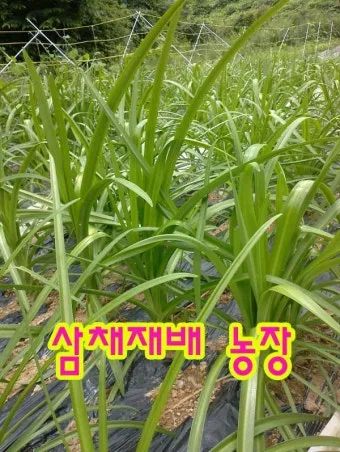 삼채 재배 모종 활착 통풍 확보 잎 수확 반복_9