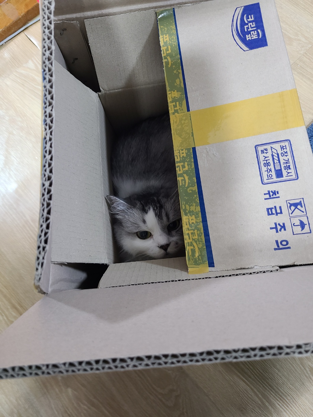 고양이 먼치킨숏레그