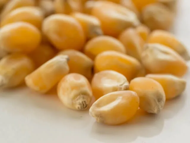 옥수수차 대표 효능