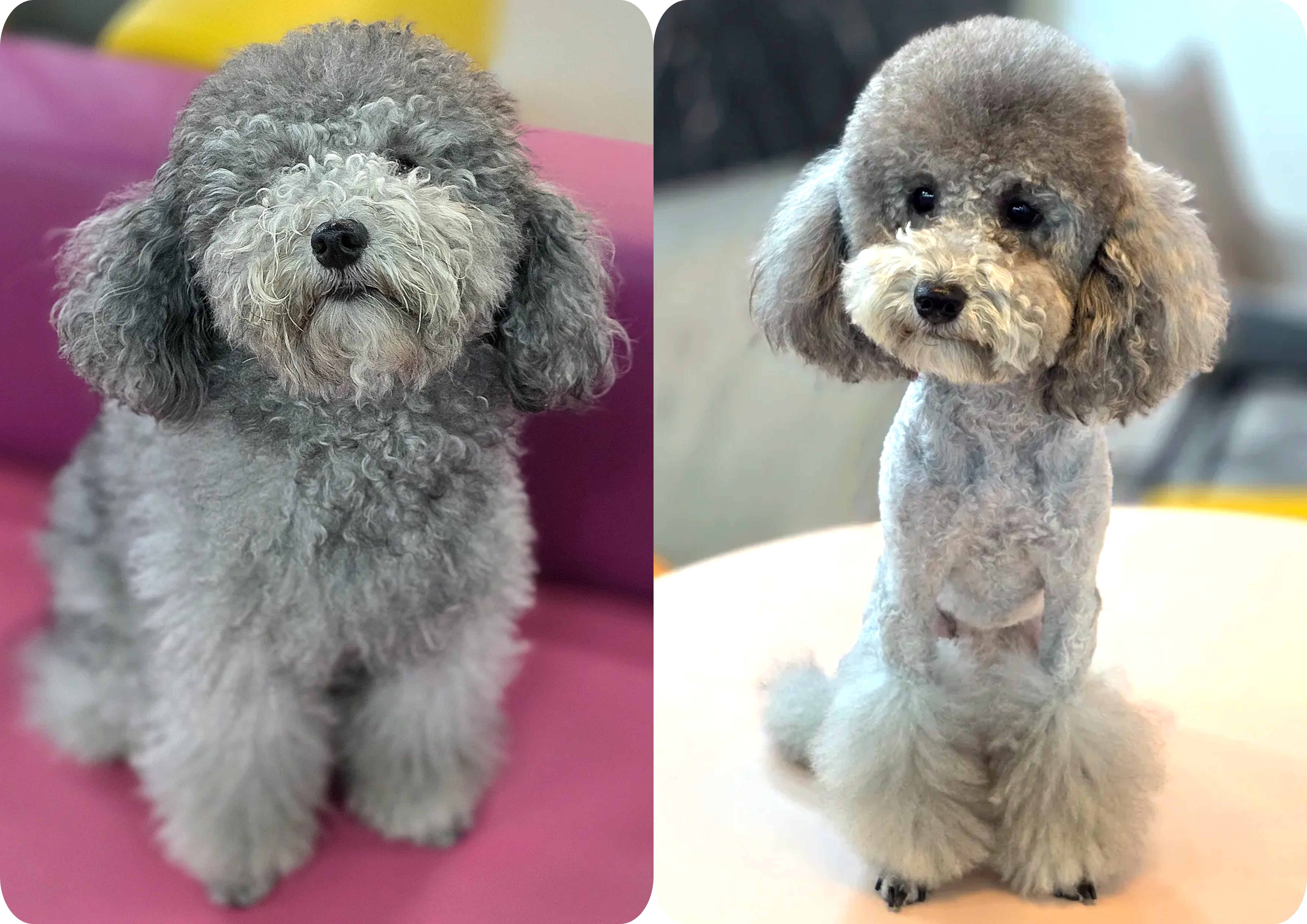 송파애견미용학원