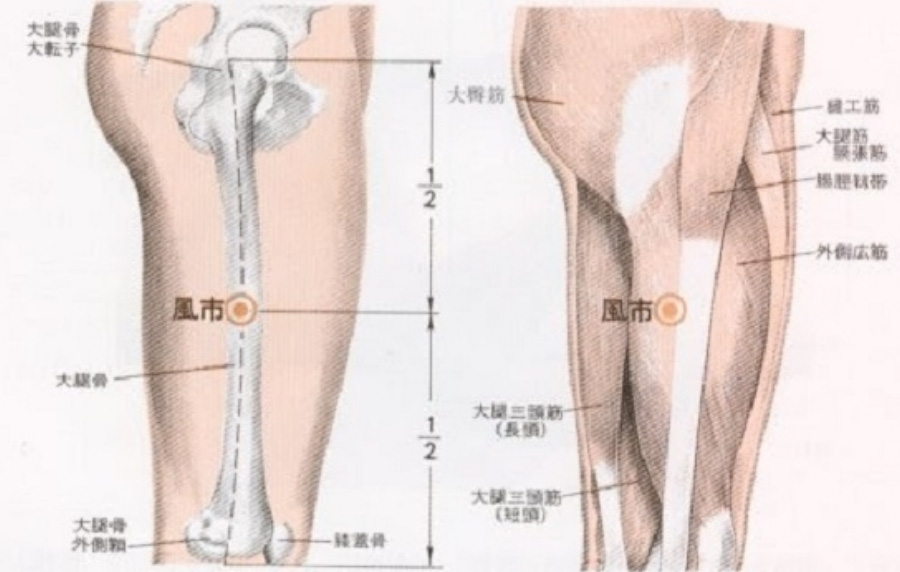 인체의 365혈 중에 풍시혈의 위치를 나타내주는 그림으로 허벅지 바깥쪽에 고관절과 슬개골 바깥쪽의 1/2 부위에 위치를 한다는 것을 나타내주는 그림