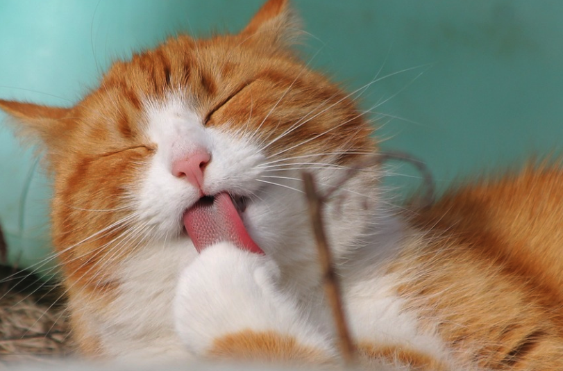 혀를내민 고양이