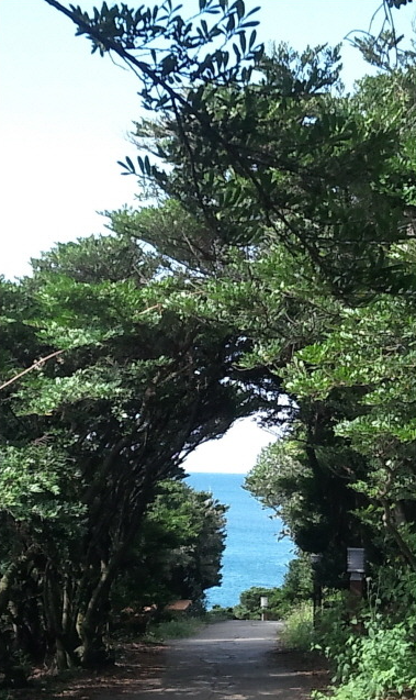 한반도 모양의 조경