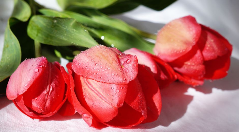 Close-up of vibrant red tulips with dew drops, perfect for floral decoration.