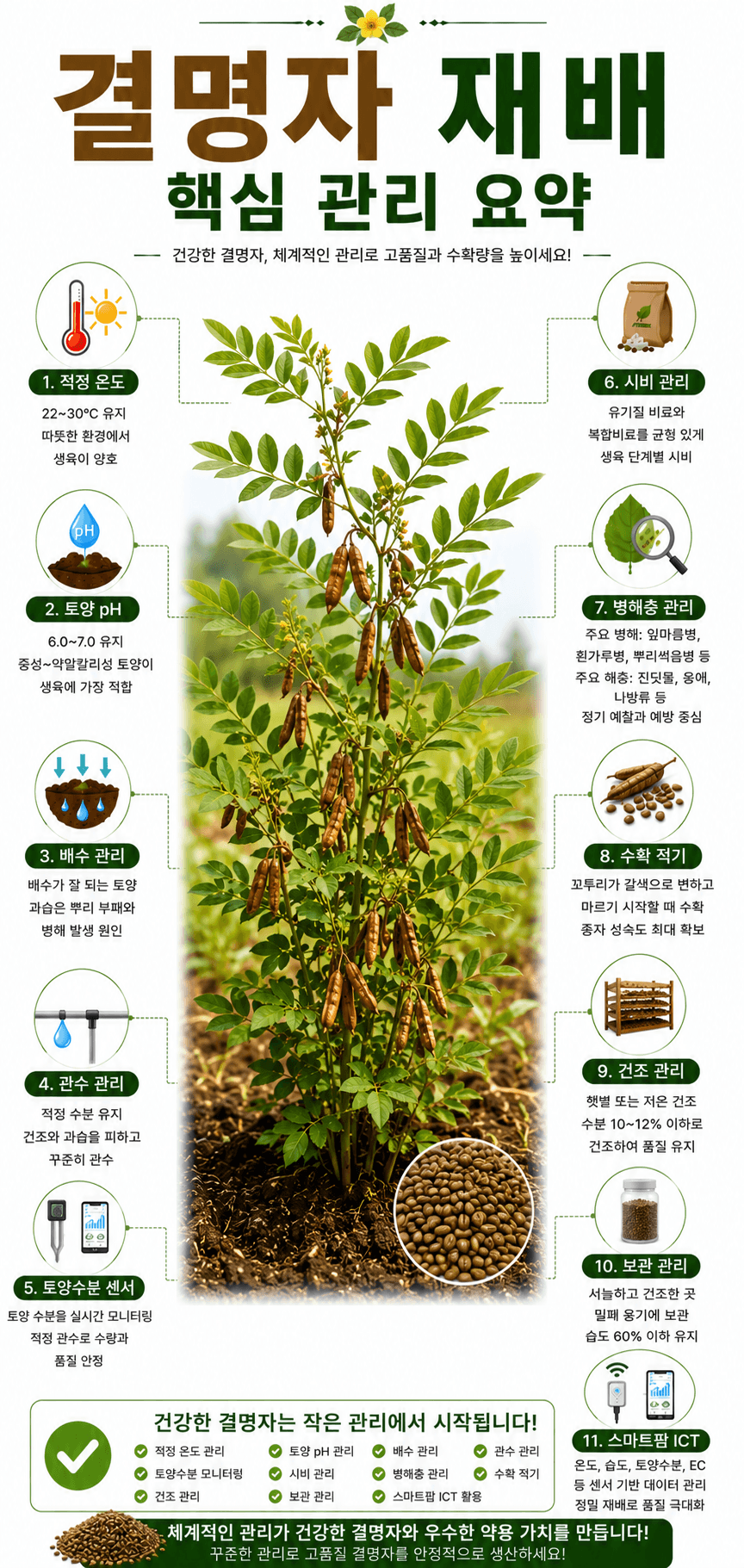결명자 재배 인포그래픽