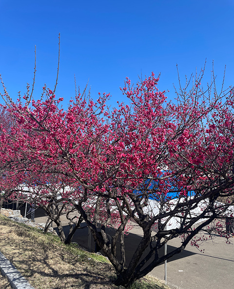 광양매화축제 매화랑2박3일 신청하기 기간 참가자