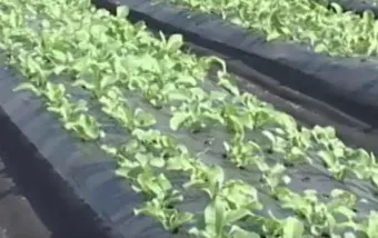 알타리무 재배 서늘한 기온 관리 연속 수확 물 주기_7