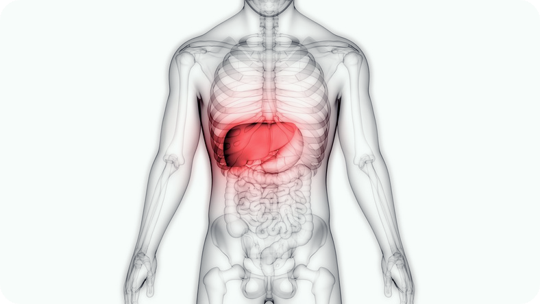 간수치가-높으면-나타나는-증상