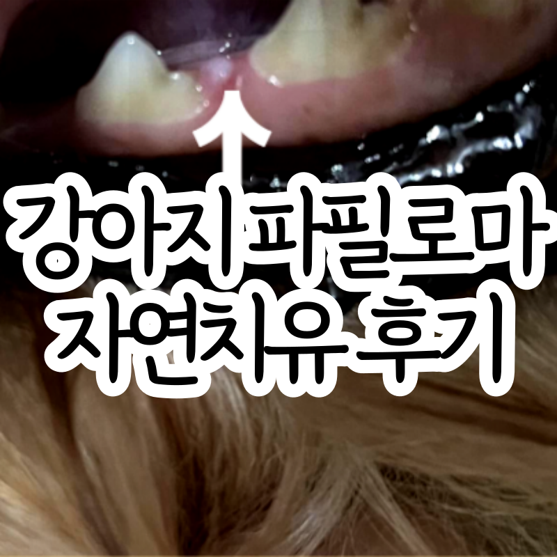 강아지 파필로마 2번째 재발 자연치유