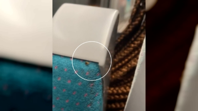 알트태그-프랑스 기차에서 촬영된 빈대