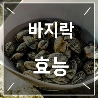 바지락 효능 보관방법 씻는법 해감시키는법_21