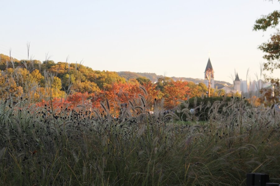 반려견과 함께 떠나는 분당·판교 가을산책 단풍명소 추천 : 탄천산책로·율동공원·판교생태공원