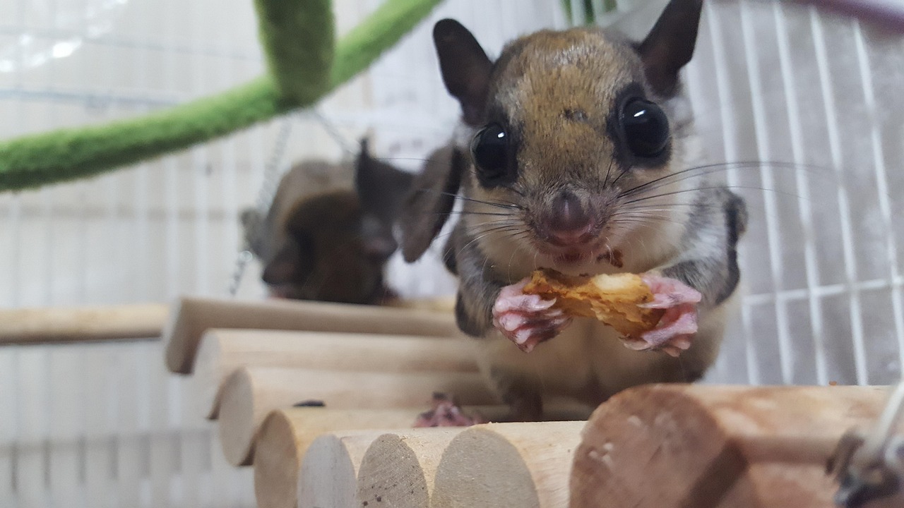 쥐의 손을 확인할 수 있는 사진