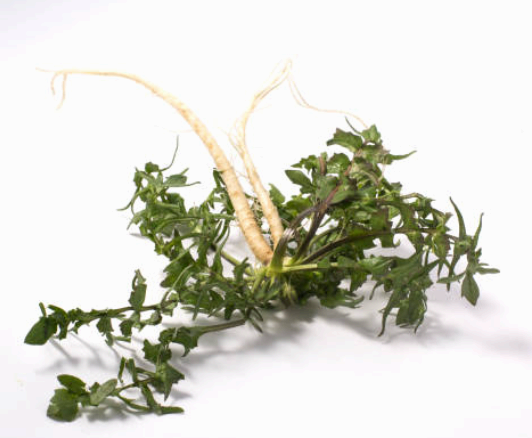 냉이 이미지사진