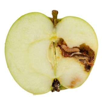 사과를-구더기가-파먹는-것을-칼로-쪼개-단면으로-보여준-모습