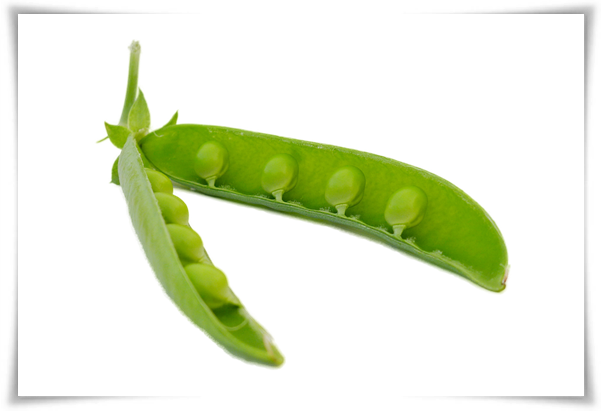 "10월 하순, 완두콩 심어보세요!" 겨울을 이겨낸 완두콩 건강한 영양소 듬뿍!