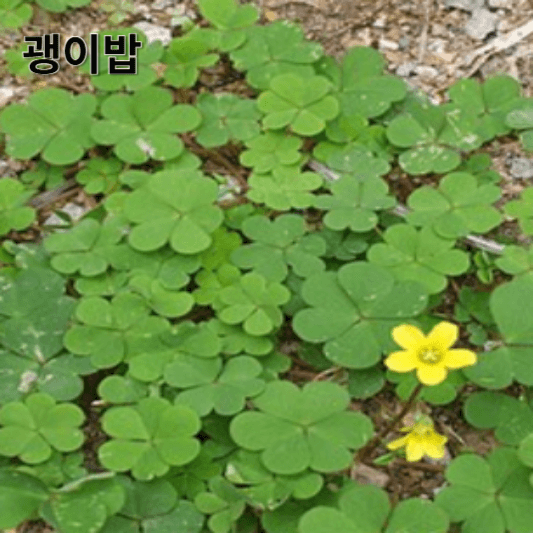 괭이밥의 영양소 및 효능, 채취방법, 요리 레시피