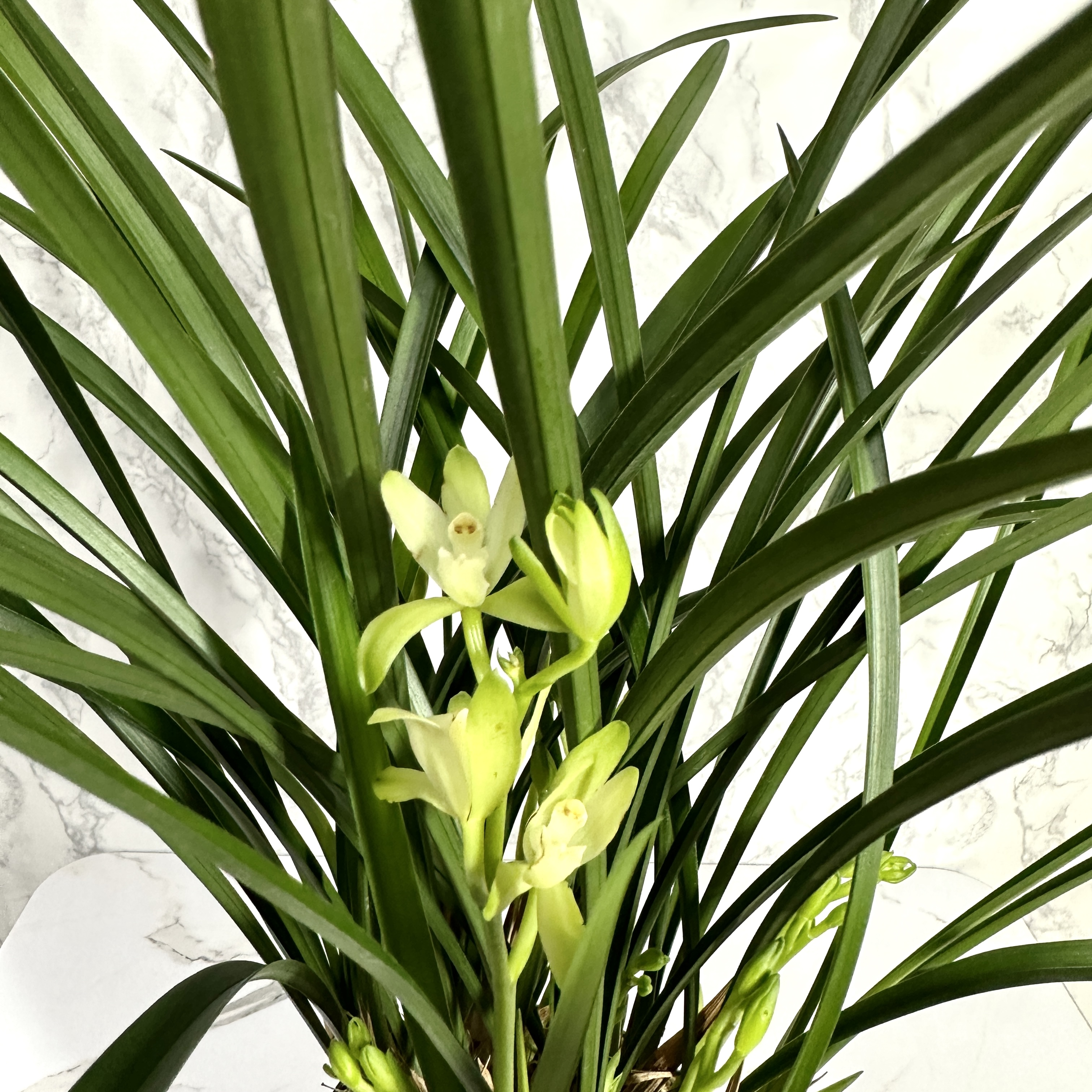 동양 난 키우는 방법 물 주는 방법