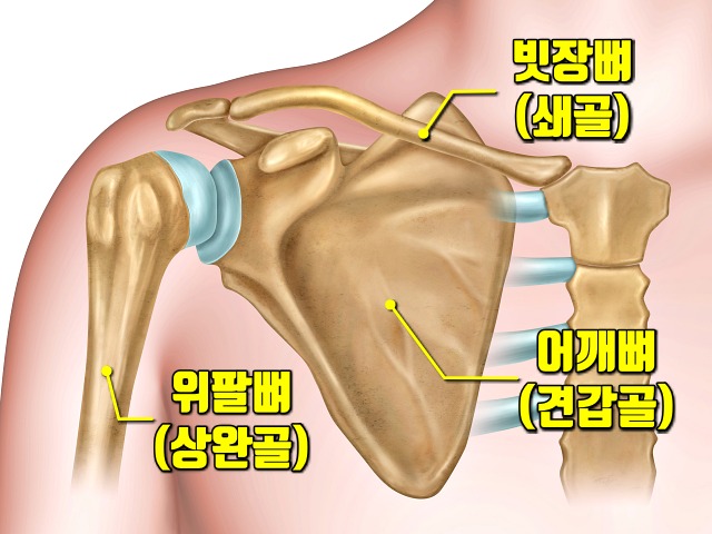 어깨통증 원인,오십견 증상, 회전근개파열 치료,어깨 아플때 운동,건강 팁줌 매일꿀정보